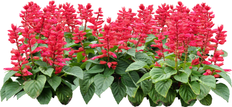 Red Flower Shrubbery Isolated