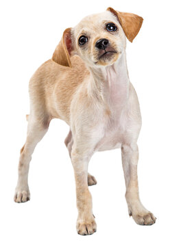 Cute Chihuahua Crossbreed Dog Curious Expression