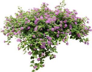 Purple Flower Shrubbery Isolated