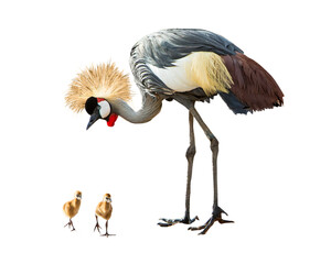 Grey Crowned Crane With Babies