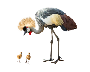 Grey Crowned Crane With Babies