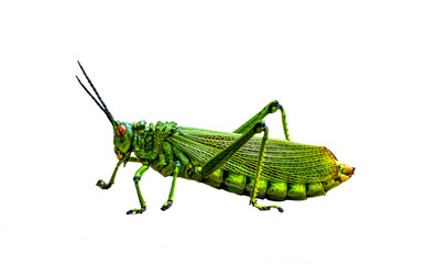 Green Milkweed Locust Grasshopper