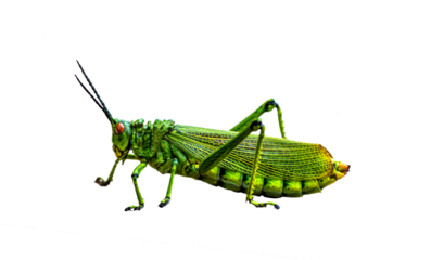 Green Milkweed Locust Grasshopper