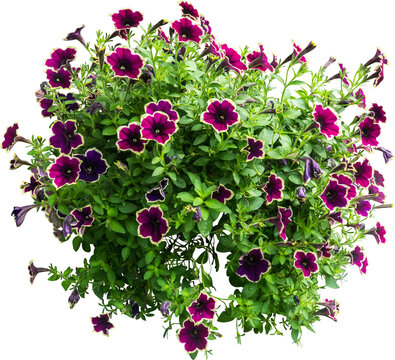 Fototapeta Flower Shrubbery Isolated