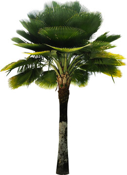  Palm Tree Isolated