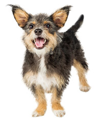 Happy Small Dog Big Smile