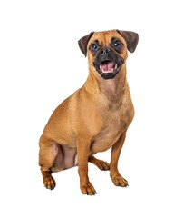 Pug Beagle Crossbreed Dog Happy Expression