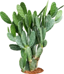 Foto auf Acrylglas Kaktus Cactus Bunny S Ear Isolated