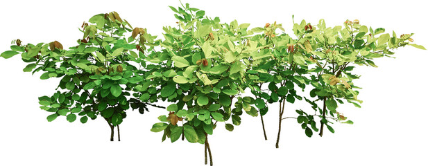 Shrubbery Plant Isolated