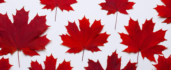 Many maple leaves on white background, top view. Banner for design