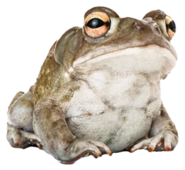 Fototapete Rund Sonoran Desert Toad © adogslifephoto