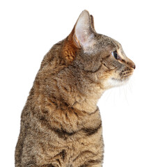 Tabby Cat Profile Looking Side Isolated