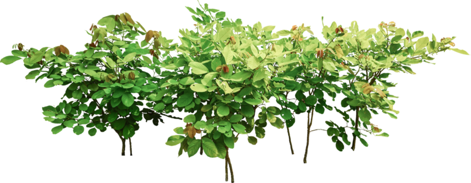 Shrubbery Plant Isolated