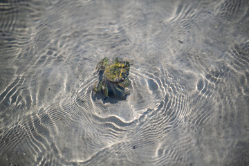 Wasser Krebse