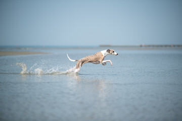 Whippet Sprung im Wasser
