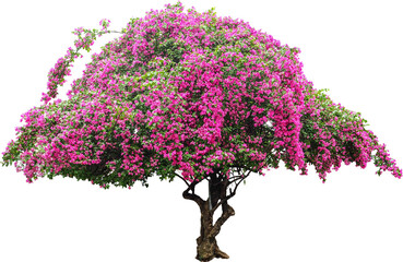 Bougainvillea Flower Tree Isolated