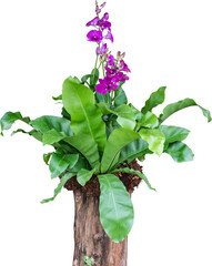 Orchid Plant On Tree Isolated