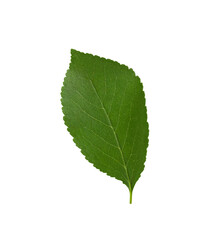 Green leaf isolated on a white background. Cherry leaf. Top view.