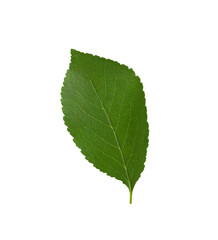 Fototapeta premium Green leaf isolated on a white background. Cherry leaf. Top view.