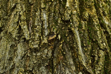 Old tree bark background texture