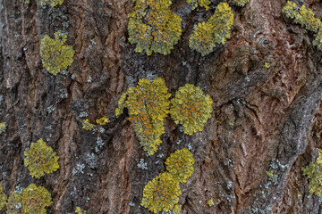 Large colorful lichens on the trunk