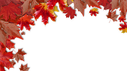 Many red maple leaves on white background with space for text