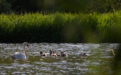 Swans on the lake