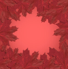 Naklejka na ściany i meble Frame made of many maple leaves on red background, top view