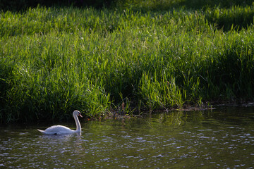 Swans on the lake