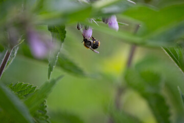 bee on a flower