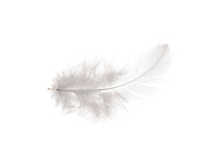 Beautiful feather on white background