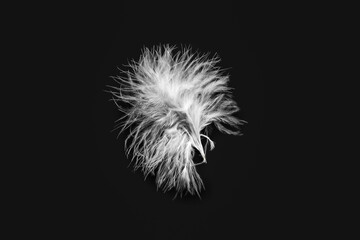 Beautiful feather on dark background