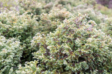Obraz premium Pine tree bushes close up