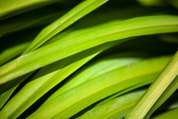 Green tropical leaves in sunlight. Background concept.