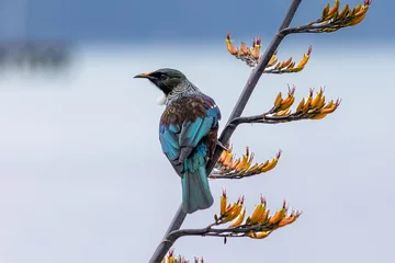 Foto op Canvas New Zealand Tui © Don