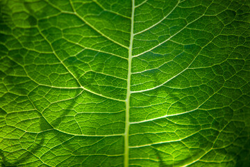 Green burdock leaf in sunlight. Summer concept, background or texture.