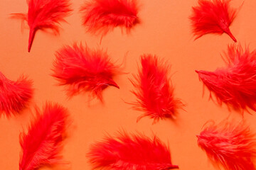 Beautiful red feathers on color background