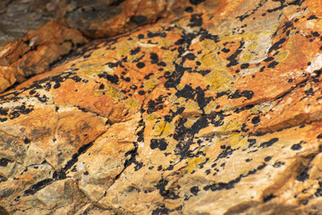 textura de roca anaranjada, café, recubierto por musgos coloridos, espacio para texto 