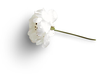 Cherry Blossom Flatlay White