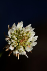 White wild flower blossom close up botanical background Trifolium alexandrinum family leguminosae high quality big size print