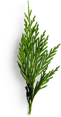 Fir Leaf