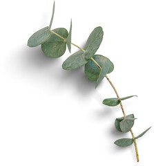 Eucalyptus Branch © Custom Scene