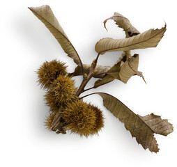 Chestnut