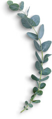 Eucalyptus Branch