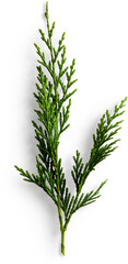 Fir Leaf © Custom Scene