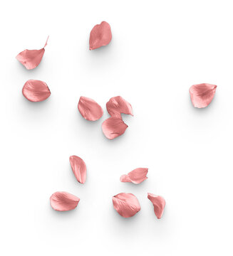 Cherry Blossom Petals Pink