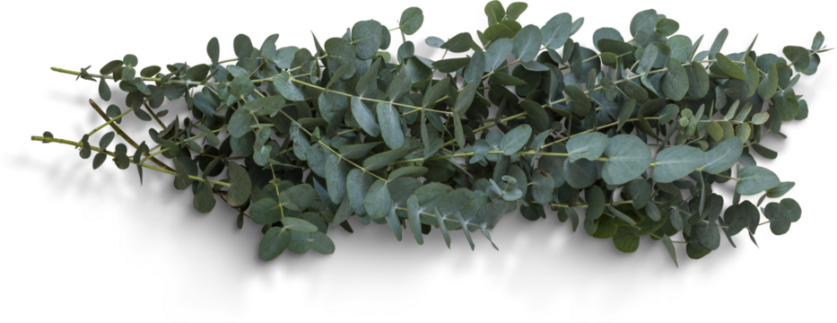 Eucalyptus Branches