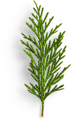 Fir Leaf