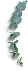 Eucalyptus Branch