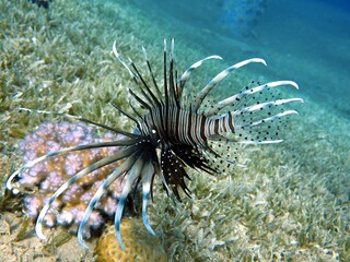 lionfish of the red sea